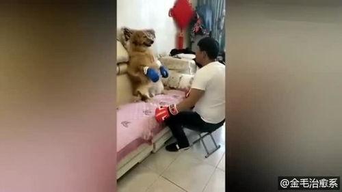 拳套成人全套教学视频大全,从入门到精通的实战指南