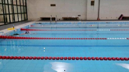 成人游泳自学自由泳视频,跟随视频轻松掌握游泳技巧