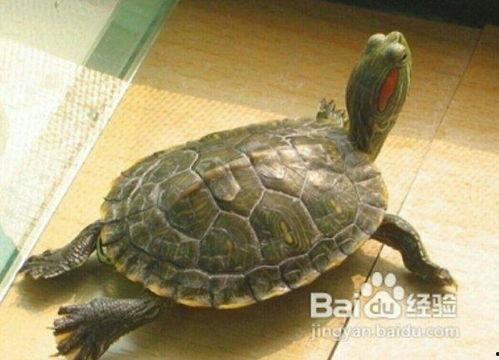 乌龟修炼成人秘密视频,一段跨越时空的蜕变之旅