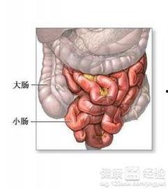 成人急性肠痉挛视频,视频解析与症状应对指南