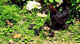 成人散养鸡视频大全,视频大全中的自然养殖奥秘