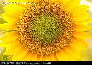 向日葵 视频成人,追寻阳光的青春足迹