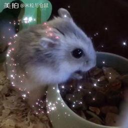 成人玩仓鼠视频大全,成人玩仓鼠视频大全精选集锦